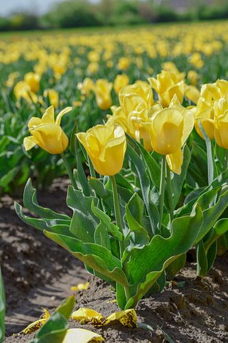 Field of yellow tulips