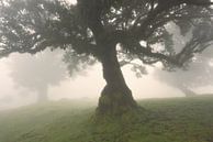 In the cloudy  forest of Fanal - Beautiful Madeira by Rolf Schnepp thumbnail