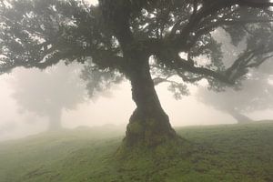 Im Nebelwald von Fanal - Wunderschönes Madeira von Rolf Schnepp