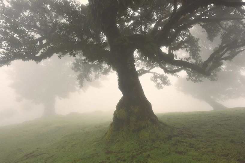 Dans la forêt nuageuse de Fanal - Magnifique Madère par Rolf Schnepp