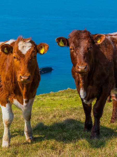 Schotse hooglanders bij de zee van Koen Leerink