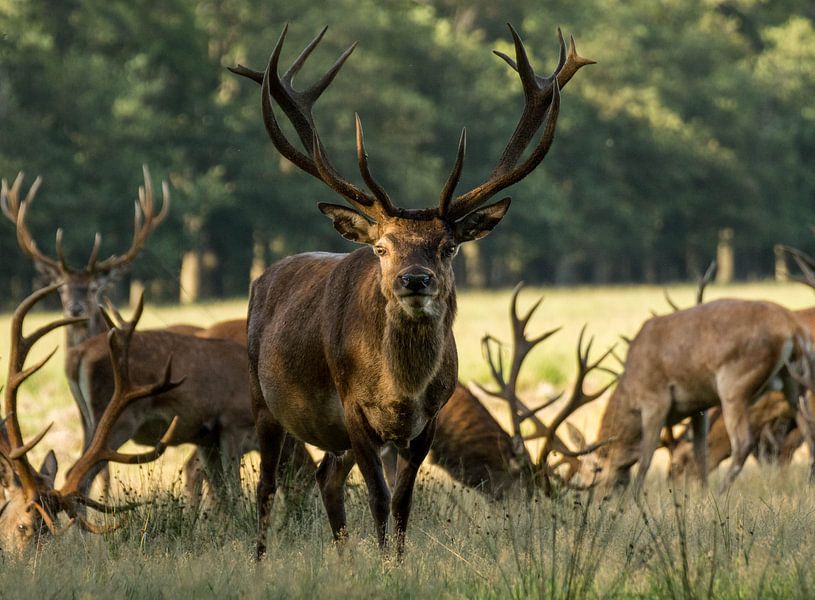 Edelhert- the king of the forest by Veerle de Koning