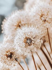 Granny's garden by haroulita