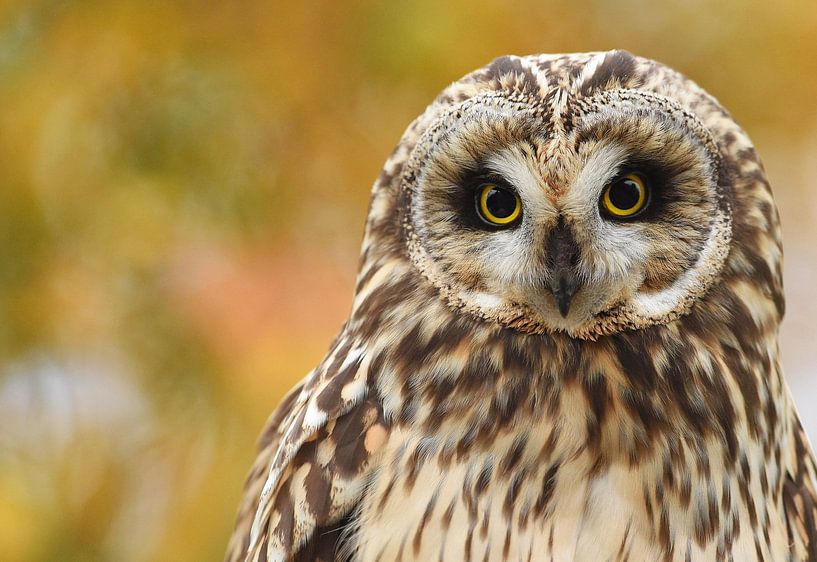 Short-eared owl by Ruurd Jelle Van der leij
