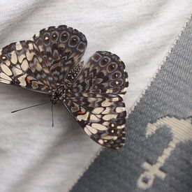 Grey cracker by Matthias Brix