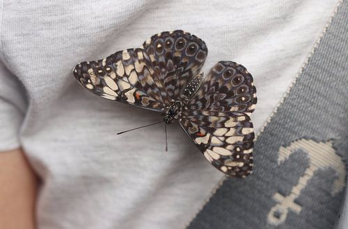 Grijze cracker van Matthias Brix