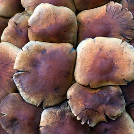 mushrooms van Franc Wiedenhoff