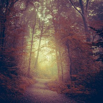 Pad door een dromerig herfstbos van Dirk Wüstenhagen