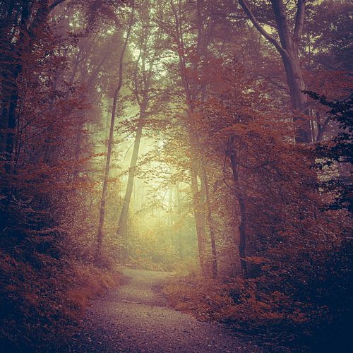 Path through a dreamy autumn forest
