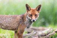 Der Fuchs sieht Sie direkt an