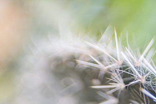 Botanische tuin Utrecht