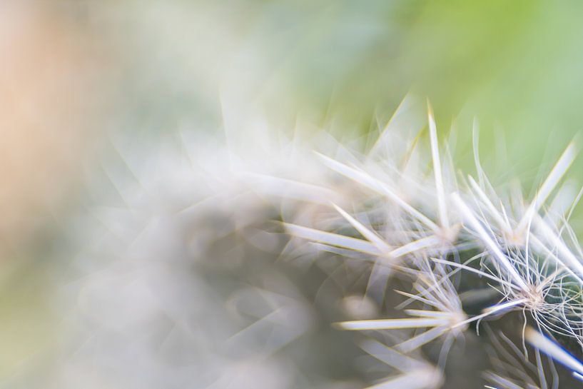 Botanische tuin Utrecht van Eddy Westdijk