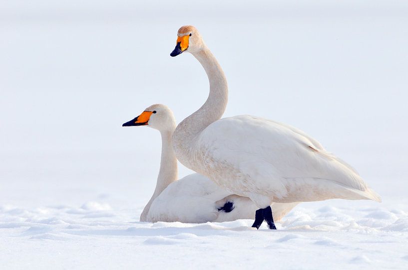Singschwäne im Winter auf einem Feld von Karin Jähne