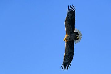 Zeearend jagend in de lucht boven Noord