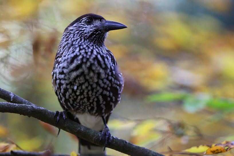 Noctule commune, Noctule eurasienne (Nucifraga caryocatactes) par Frank Fichtmüller