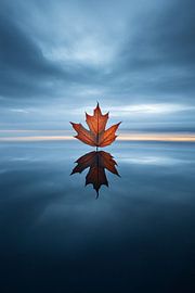 Feuille d'automne sur l'eau réfléchissante sur Imperial Art House