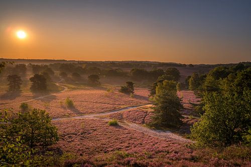 Sunrise at Brunssummerheide / Heather landscape
