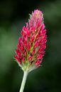 A macro picture of a red flower by Gerard de Zwaan thumbnail