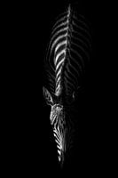 Zebra in het duister Minimalistische Monochrome Majesteit