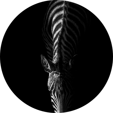 Zebra in het duister Minimalistische Monochrome Majesteit