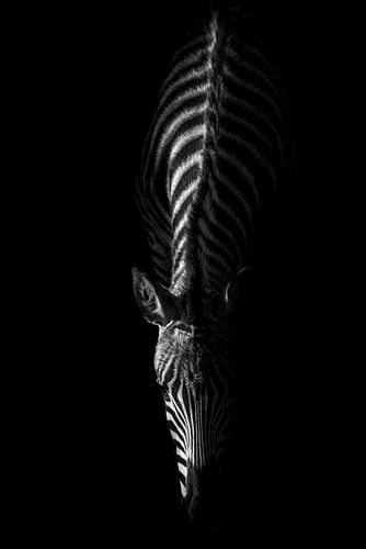 Zebra in het duister Minimalistische Monochrome Majesteit