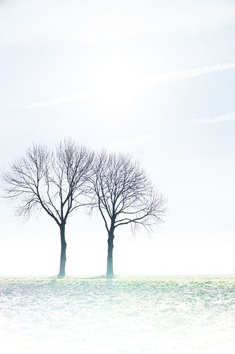 l'harmonie des arbres