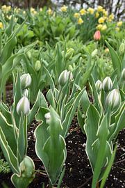 Tulips at the beginning of spring by Claude Laprise