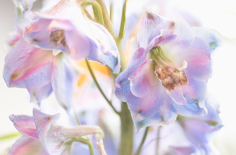 Ridderspoor in pastel van tovano.pictures