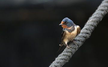 Zwaluw van Rando Kromkamp Natuurfotograaf