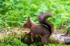 Squirrel by Merijn Loch