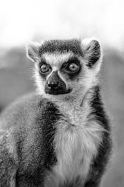 Ringelschwanzlemur