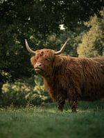 Schotse Hooglander in groene omgeving met grassprietje in zijn bek