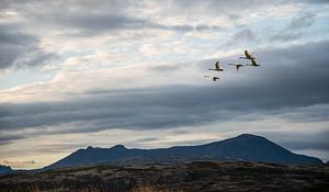 Cygnes sauvages