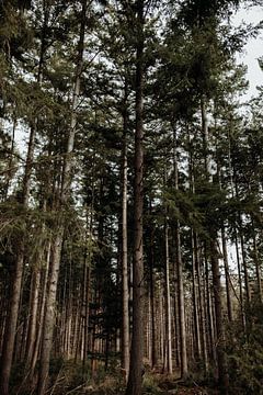 Groene dennenbomen in het bos - Fotografie print van Linn Fotografie