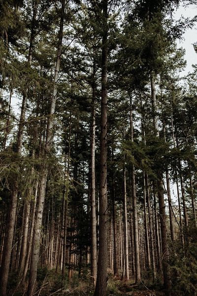 Pins verts dans la forêt - Tirage photographique par Linn Fotografie