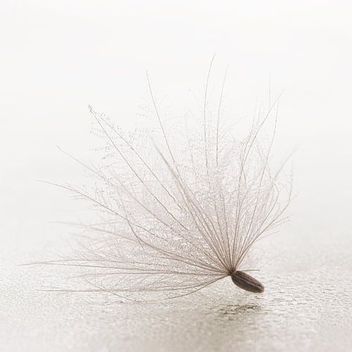 Eenvoud in eenzaamheid: Alleen in een vierkant