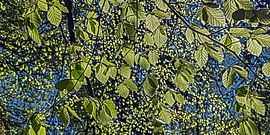 magazine by Hanneke Luit