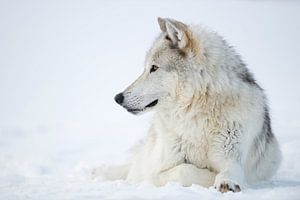 Wolf / Grauwolf / Timberwolf ( Canis lupus ) im Winter, liegt im Schnee, Yellowstone Nationalpark, U