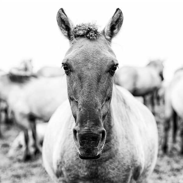 Portrait d'un cheval Konik par picsbyronenvief