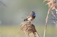 Bluethroat 2