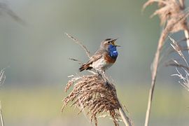 Blaukehlchen 2 von Hans Ammerlaan