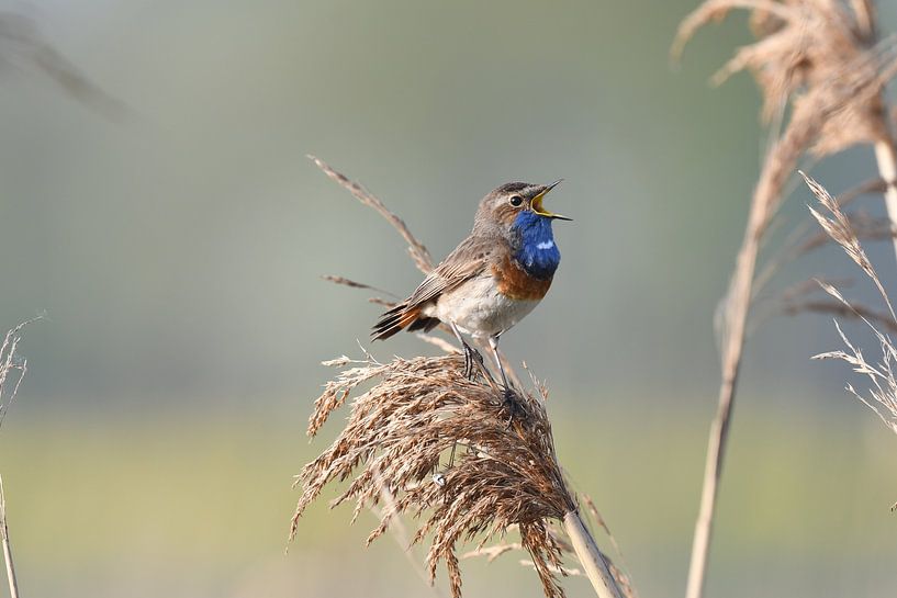 Bluethroat 2 by Hans Ammerlaan
