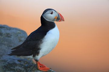Atlantic Puffin or Common Puffin, Fratercula arctica, Norway by Frank Fichtmüller