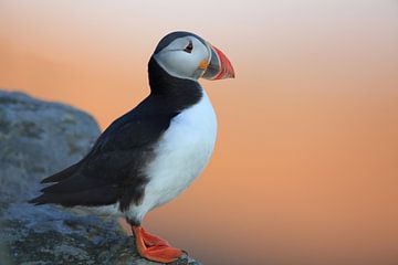 Atlantic Puffin or Common Puffin, Fratercula arctica, Norway von Frank Fichtmüller