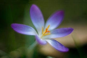 Krokus