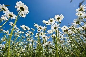 Daisy Field sur George Burggraaff