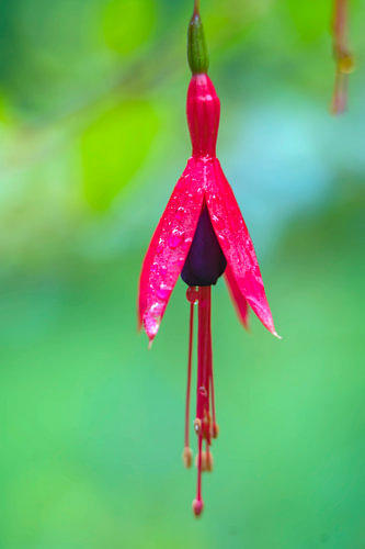 Rote Fuchsienblüte, hängend, Makroaufnahme, Wassertropfen, grüner Hintergrund