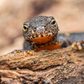 Tiffany Heymans photo de profil