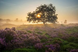 Bakkeveen Dunes by P Kuipers