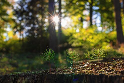 Miniwald im Wald